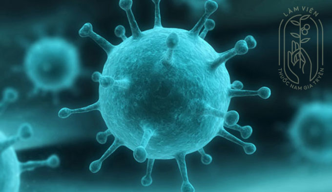 Y học Cổ truyền với miễn dịch và khả năng kháng khuẩn